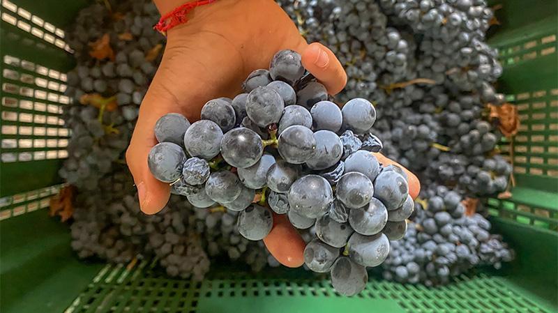 Les grappes de raisin fraîchement récoltées
