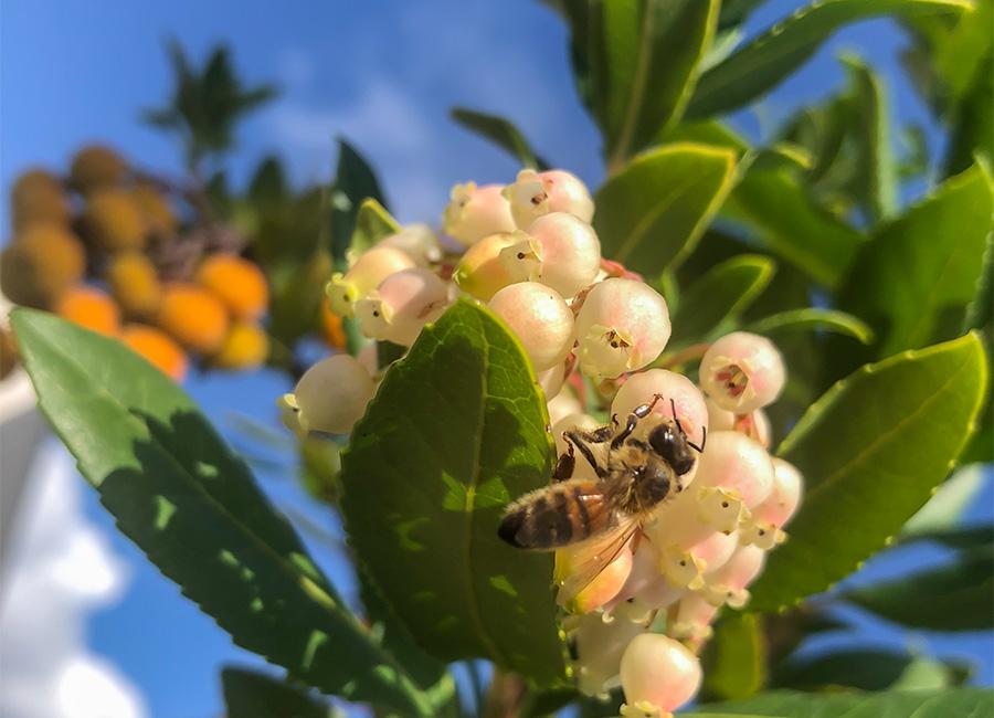 A bee on a flower