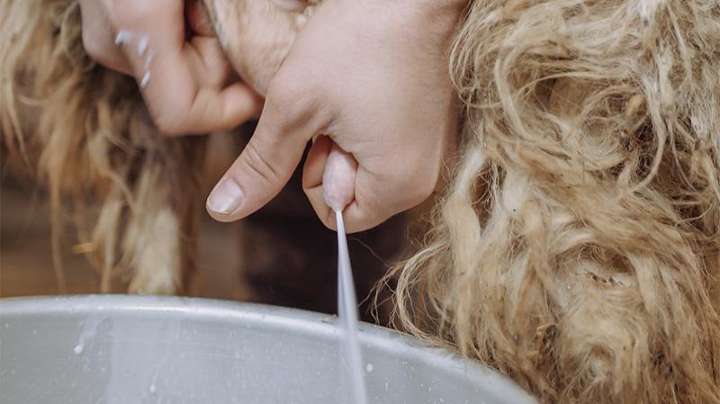 Milking the sheep by hand