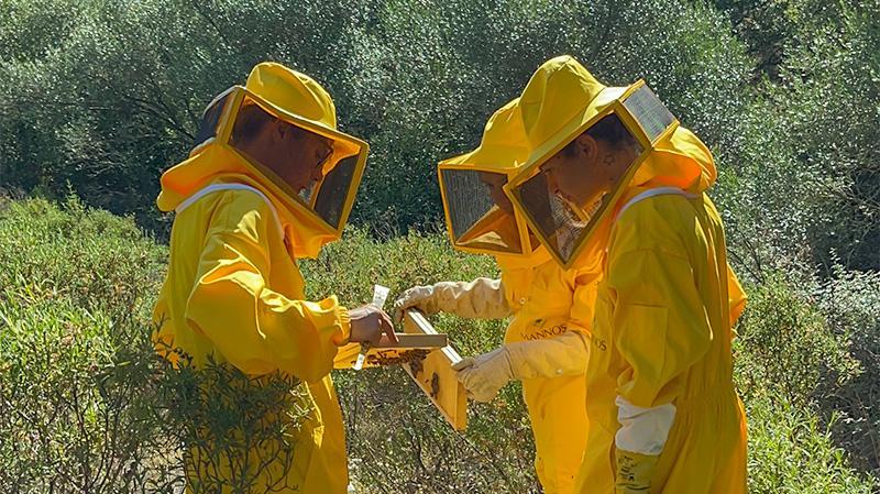The beekeeping experience
