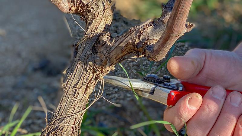Pruning the vines