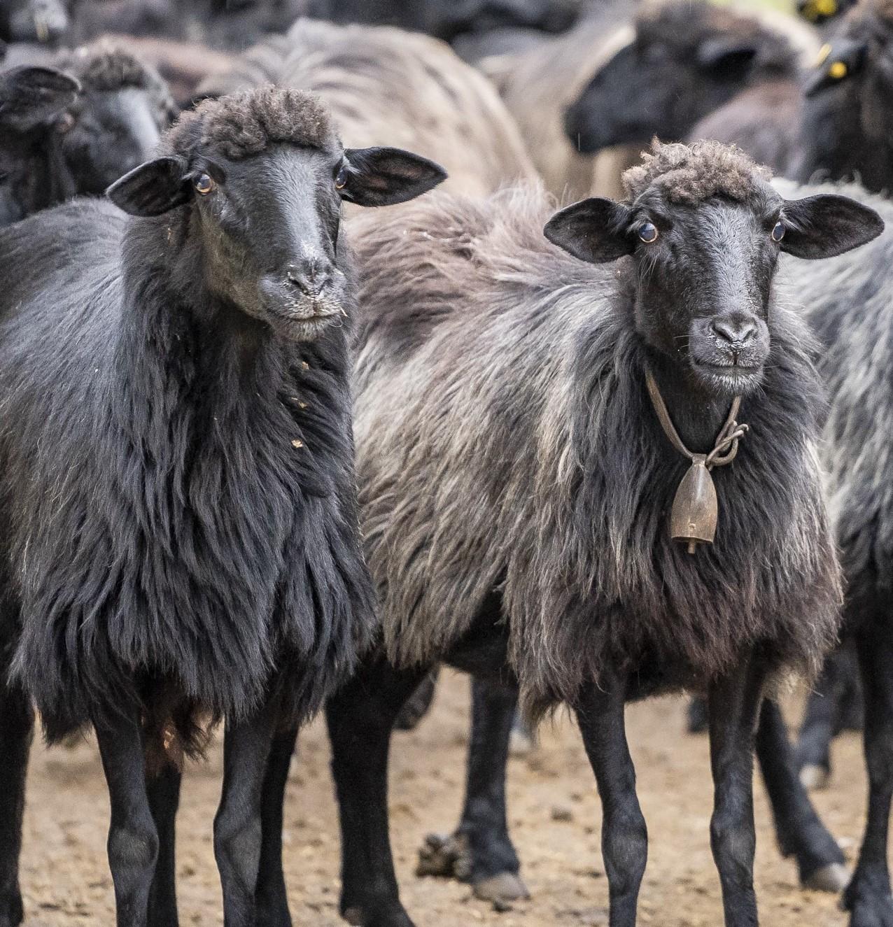 adotta una pecora nera di Arbus