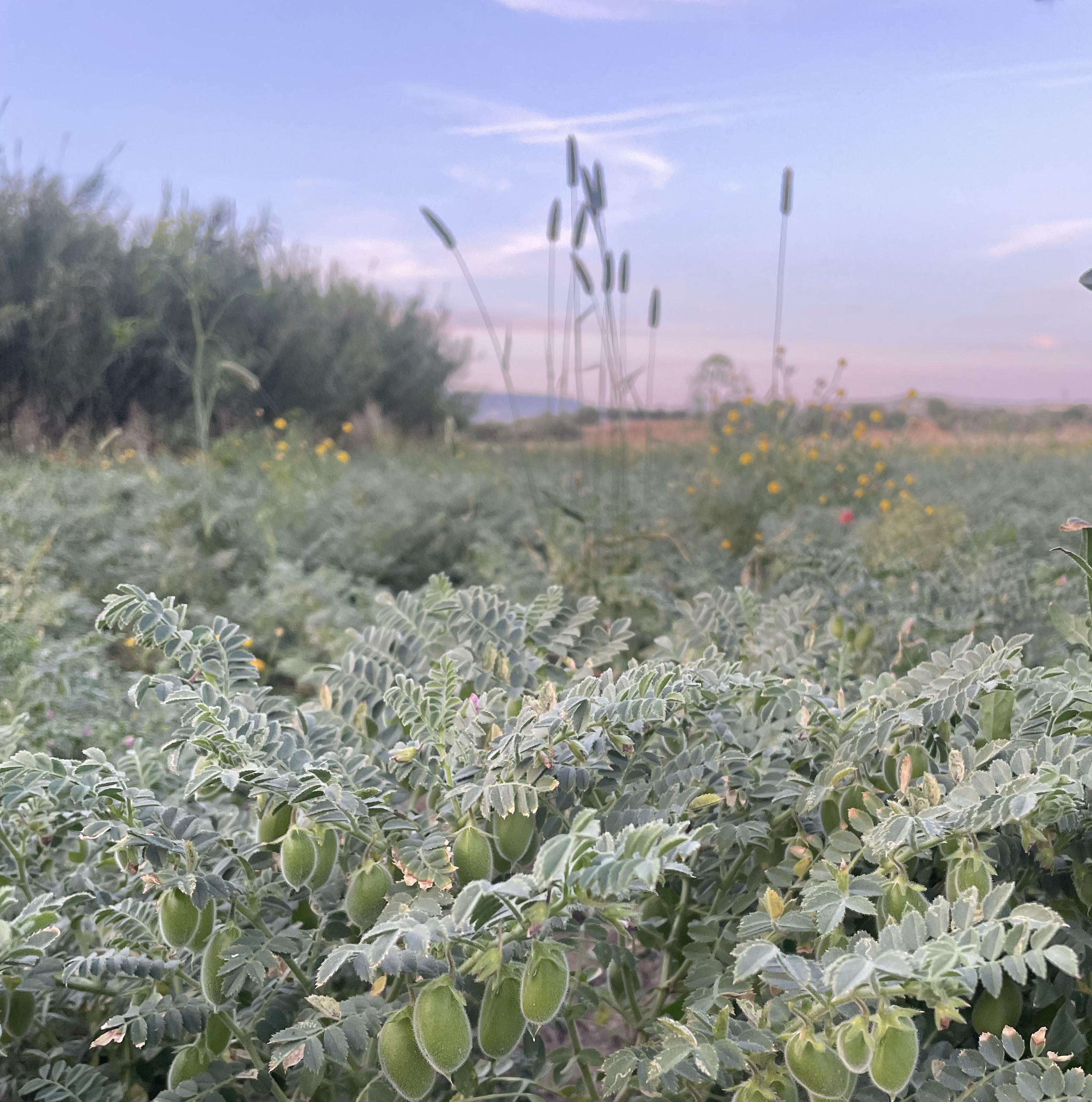 Il contadino cammina in mezzo al campo di grano