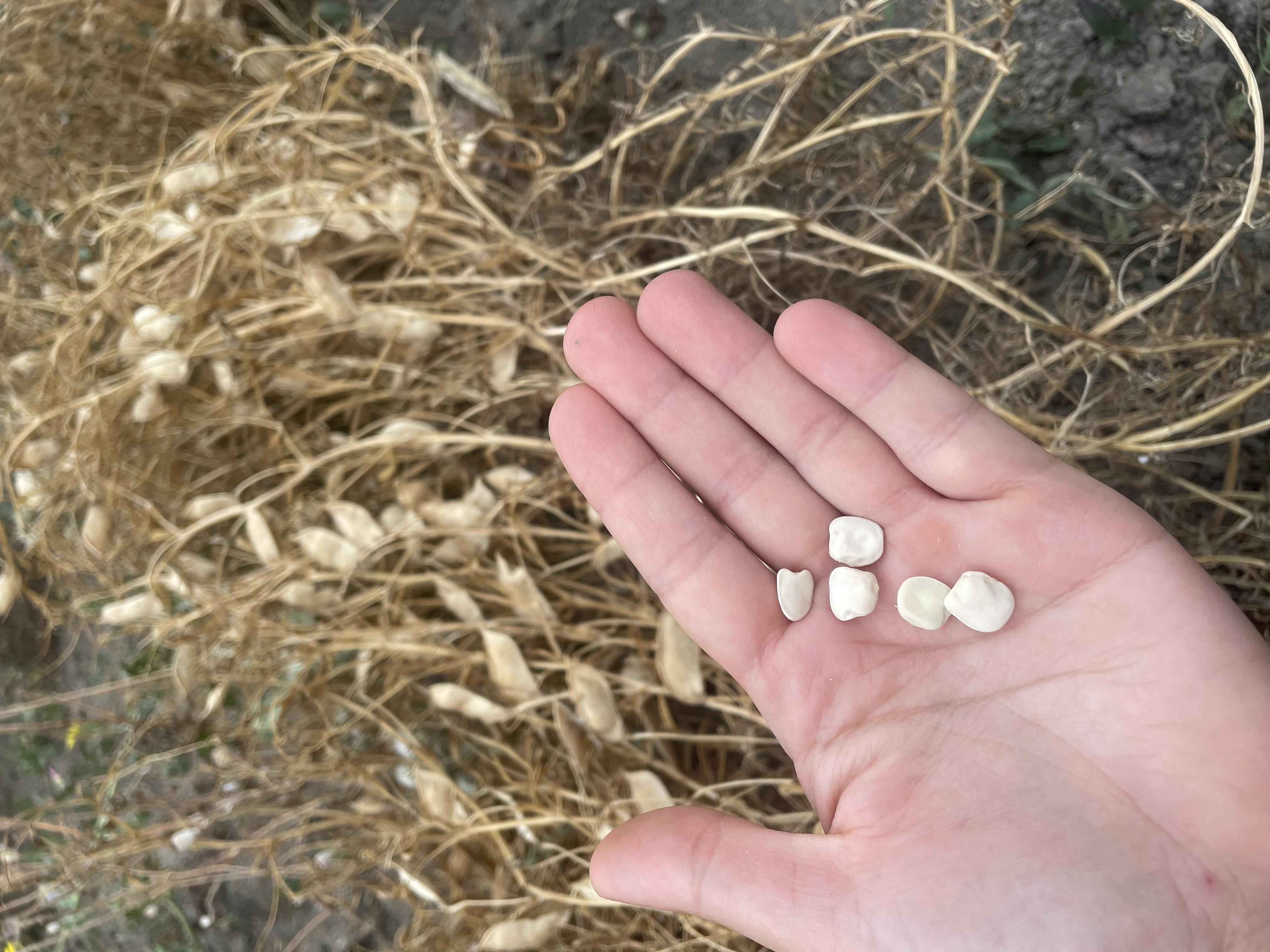 I grani e le farine Mannos
